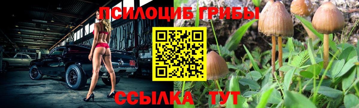 Галлюциногенные грибы Psilocybe Новотроицк